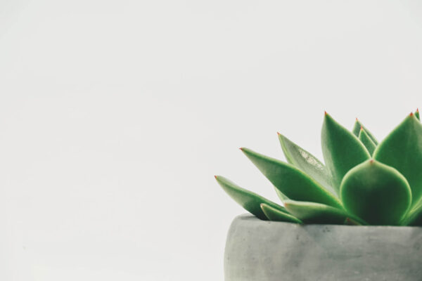Cleistocactus